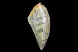 Serrated, Raptor Tooth - Real Dinosaur Tooth #94102-1